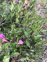 Oenothera rosea