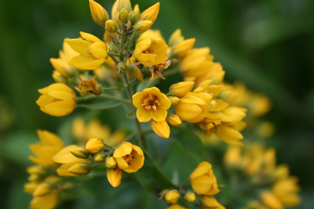 Lysimachia