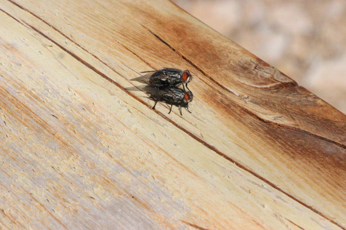 iNaturalist observation photo of Satellite Flies