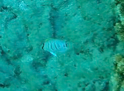 Chaetodon multicinctus observed 2026-07-31