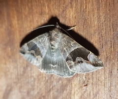 Bastilla solomonensis