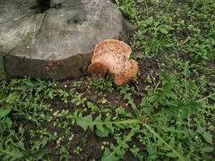 Cerioporus squamosus