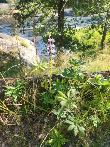 Large-leaved lupine