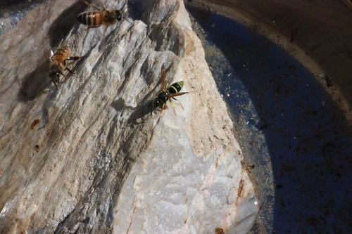 iNaturalist observation photo of Ancistrocerus bustamente