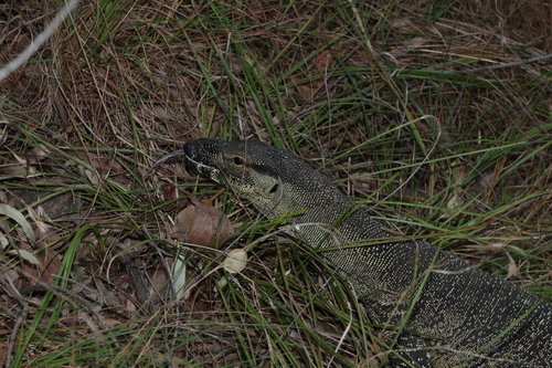 Lace Monitor