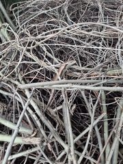 Eutropis longicaudata