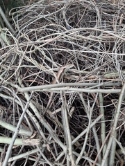 Eutropis longicaudata