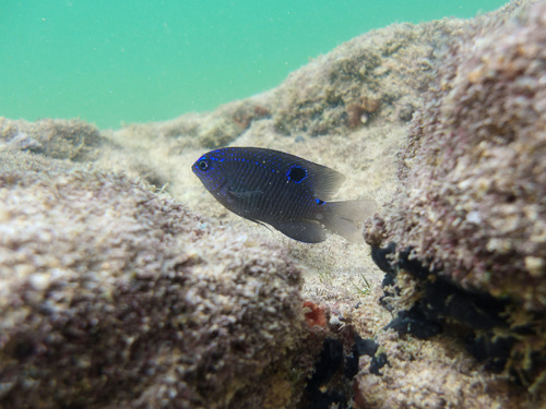 Bruine rifjuffer (Stegastes fuscus) — Pomacentridae