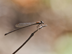 Nososticta impercepta
