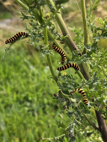 Cinnabar moth
