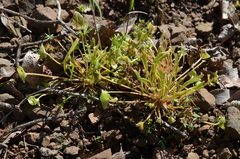 Claytonia exigua