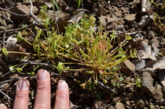 Claytonia exigua