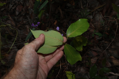 Bridelia leichhardtii, photograph 5