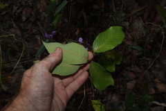 Bridelia leichhardtii, photograph (c) Greg Tasney, some rights reserved (CC BY-SA)
