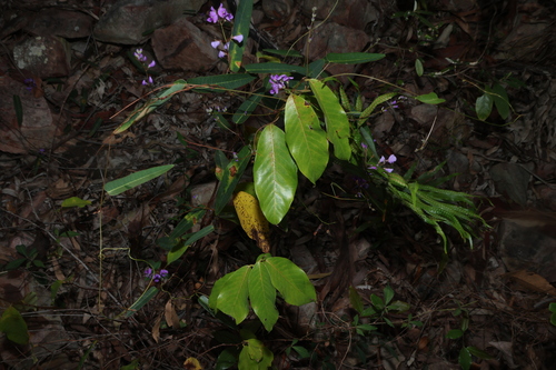 Bridelia leichhardtii, photograph 4