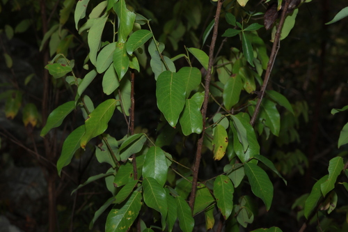 Leichardt's Ironbark