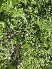 Valerianella locusta