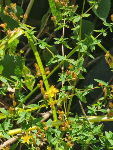 Hypericum undulatum, photograph 5