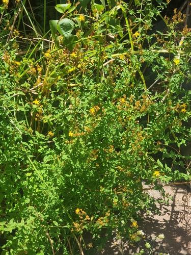 Hypericum undulatum, photograph 6