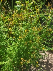Hypericum undulatum, photograph (c) Vítor Jorge, some rights reserved (CC BY)