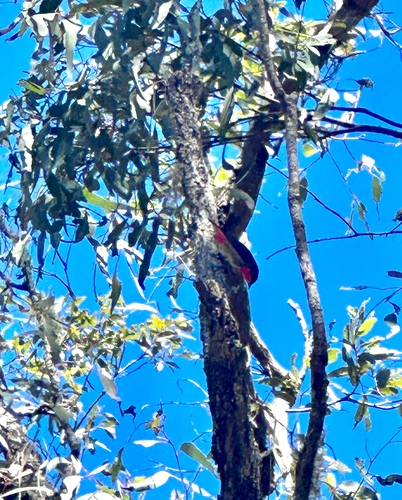 Mistletoebird