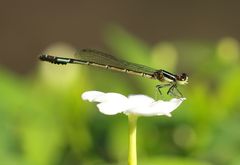 Agriocnemis clauseni