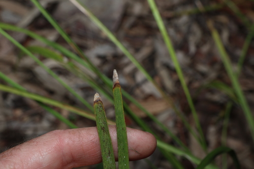 Lomandra laxa, photograph 2