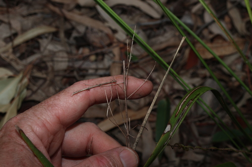 Lomandra laxa, photograph 3