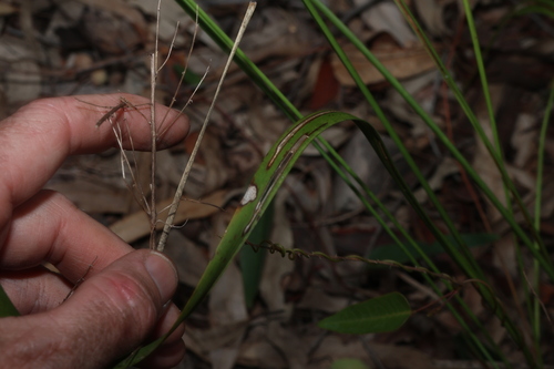 Lomandra laxa, photograph 4