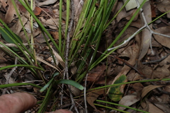 (c) Greg Tasney, some rights reserved (CC BY-SA) Lomandra laxa, photograph (c) Greg Tasney, some rights reserved (CC BY-SA)