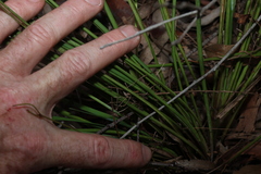 Lomandra laxa, photograph (c) Greg Tasney, some rights reserved (CC BY-SA)