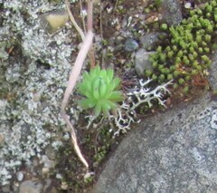Petrosedum forsterianum, photograph (c) zebedeugalinha, some rights reserved (CC BY)