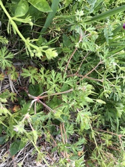 Geranium carolinianum