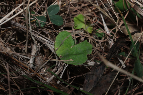 Indian pennywort