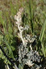 Malacothamnus enigmaticus
