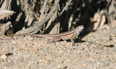 Sceloporus occidentalis