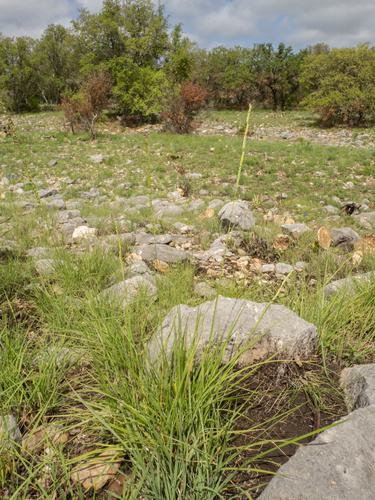 Eriochloa sericea, photograph 3