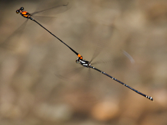 Nososticta impercepta