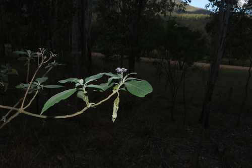 bugweed