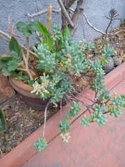 Sedum pachyphyllum