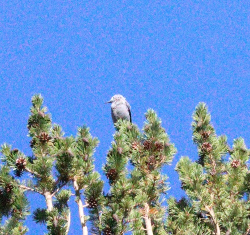 iNaturalist observation photo of Clark's Nutcracker
