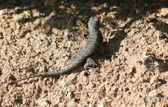 Sceloporus occidentalis