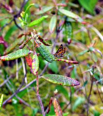 Carterocephalus mandan
