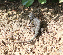Sceloporus occidentalis