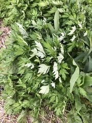 Artemisia princeps