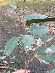 Eucalyptus racemosa