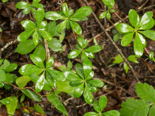 Berberis canadensis