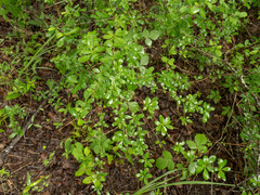 Berberis canadensis, photograph (c) Turner Brockman, some rights reserved (CC BY-SA)