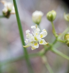 Toxicoscordion micranthum