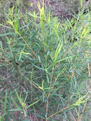 Melaleuca linearis